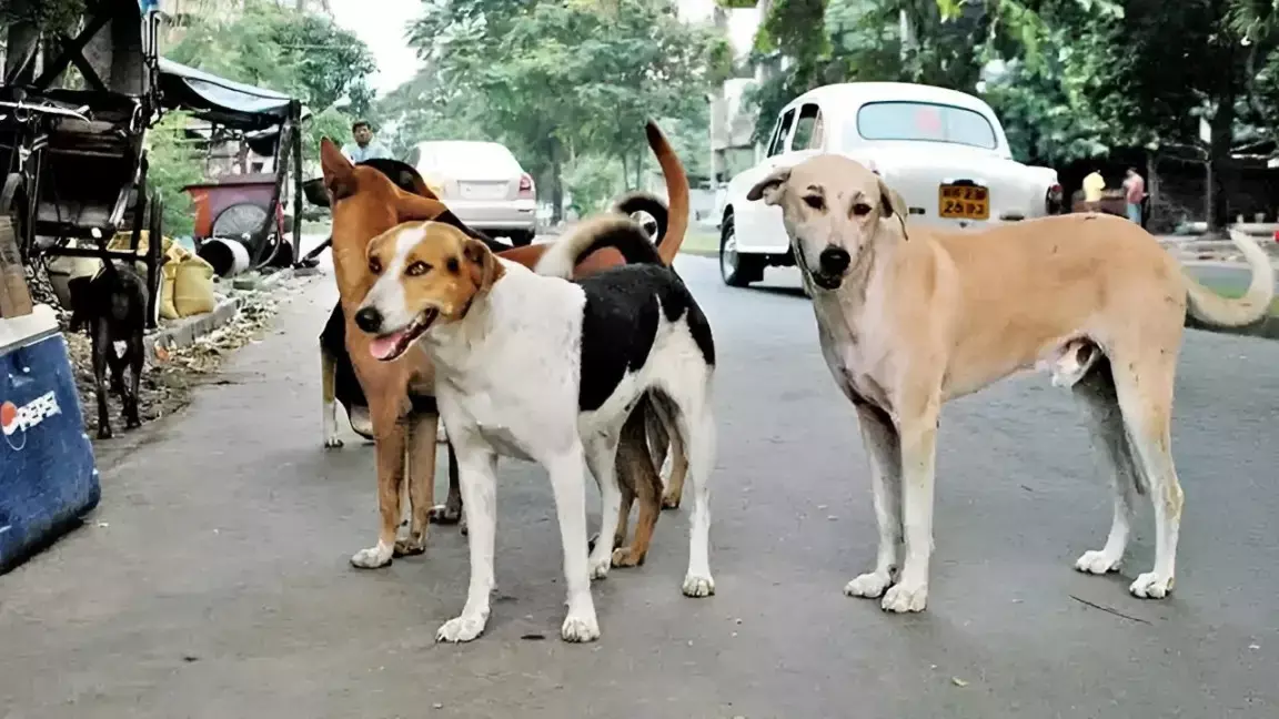 Street dogs